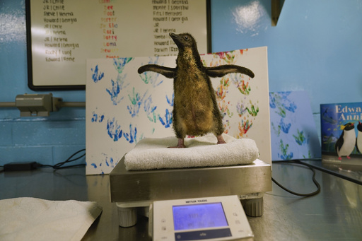 Chicago's Shedd Aquarium welcomes its first rockhopper penguin chick in 8 years