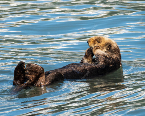 A Sea Otter's Epic Surfboard Heist