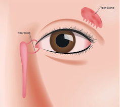 Diagram of a tear gland and duct