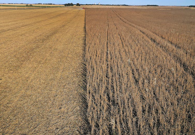 A field of soybean plants, half harvested, stretches to the horizon.