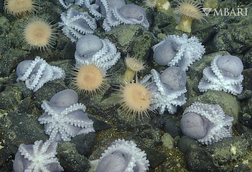 Secrets of the Octopus Garden: Moms nest at thermal springs to give their young the best chance for survival