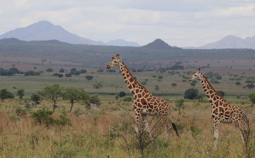 Giraffes range across diverse African habitats − we’re using GPS, satellites and statistics to track and protect them