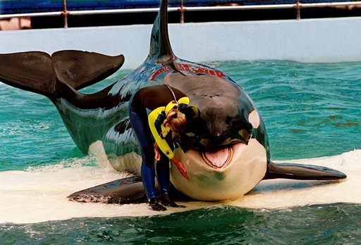 Lolita the orca dies at Miami Seaquarium after half-century in captivity