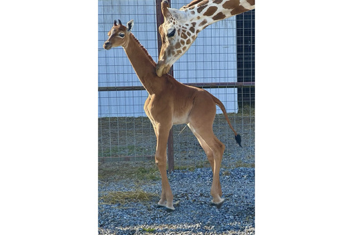 Spotless arrival: Rare giraffe without coat pattern is born at Tennessee zoo