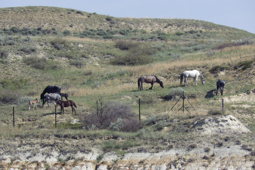 Beloved wild horses that roam Theodore Roosevelt National Park may be removed. Many oppose the plan