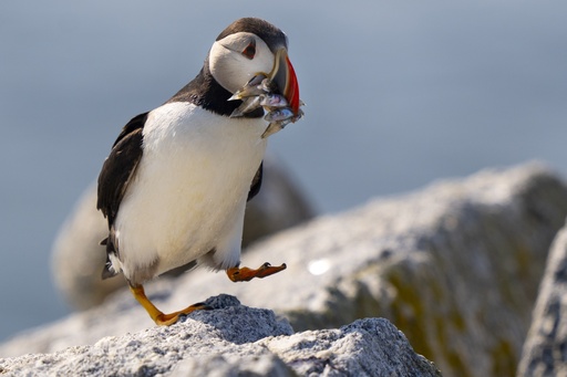 Maine's puffin colonies recovering in the face of climate change