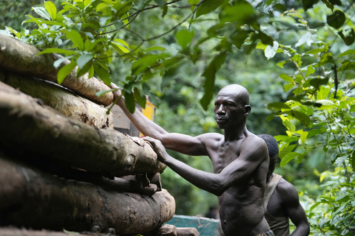 Logging is growing in a Nigerian forest home to endangered elephants. Rangers blame lax enforcement