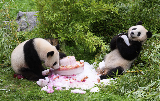 Germany-born pandas celebrate their 4th birthday ahead of expected trip to China