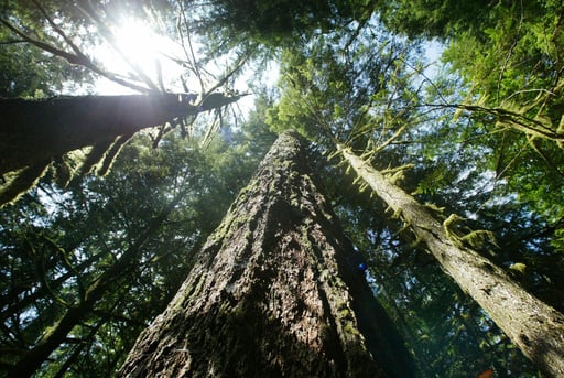 Trump-era rule change allowing the logging of old-growth forests violates laws, judge says