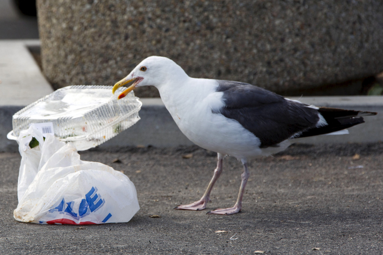 FILE PHOTO: A gull picks at plastic trash in a parking lot before sunset at Stearns Wharf in Santa Barbara, California