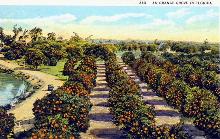 Rows of perfect orange trees beside a pristine lake