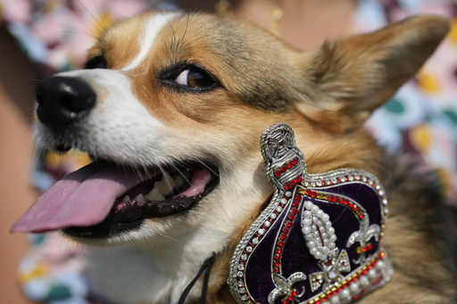 Corgis parade outside Buckingham Palace to remember Queen Elizabeth II a year since her death