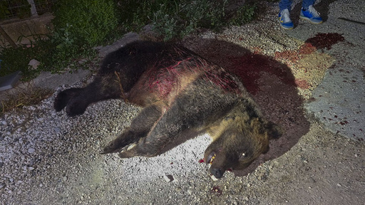 Rifle slaying of a brown bear in Italy leaves 2 cubs motherless and is decried by locals, minister