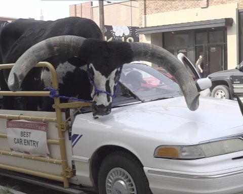 Police stop Nebraska man for bucking the law with a bull riding shotgun in his car