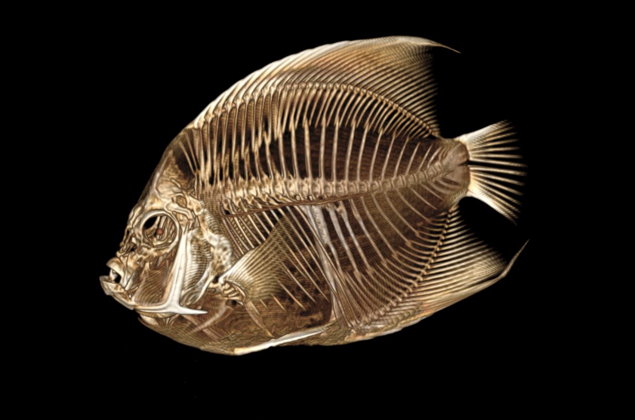 ODD Angelfish CT Scan