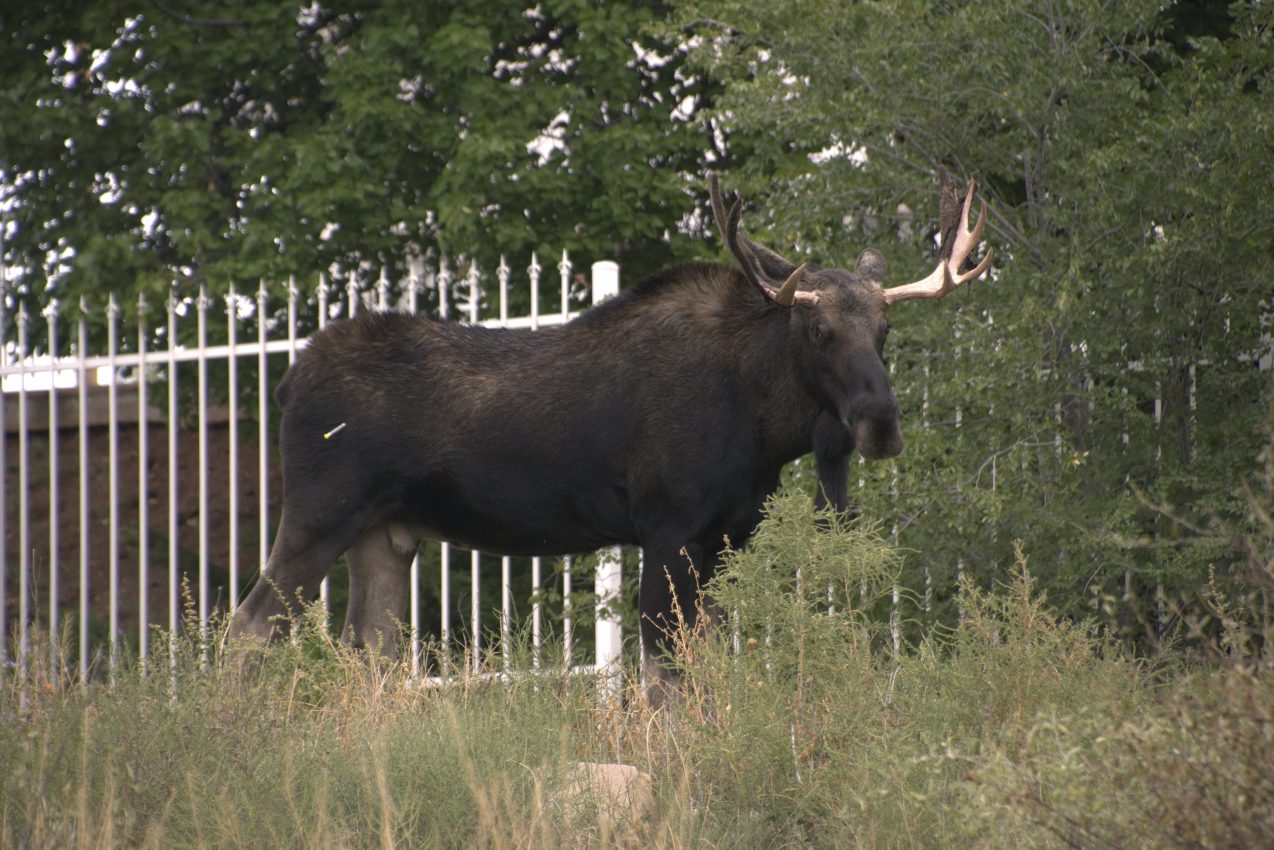 Moose On The Loose