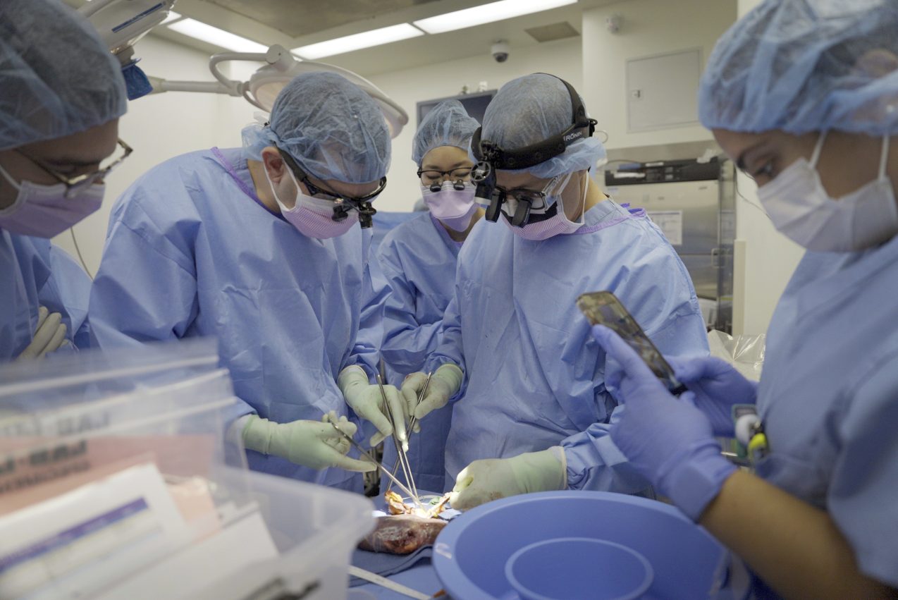 Pig Kidney Transplant Experiment