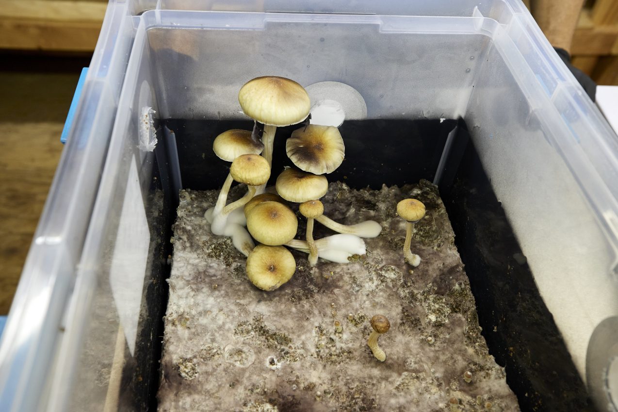 Oregon launches legal psilocybin access amid high demand and hopes for improved mental health care