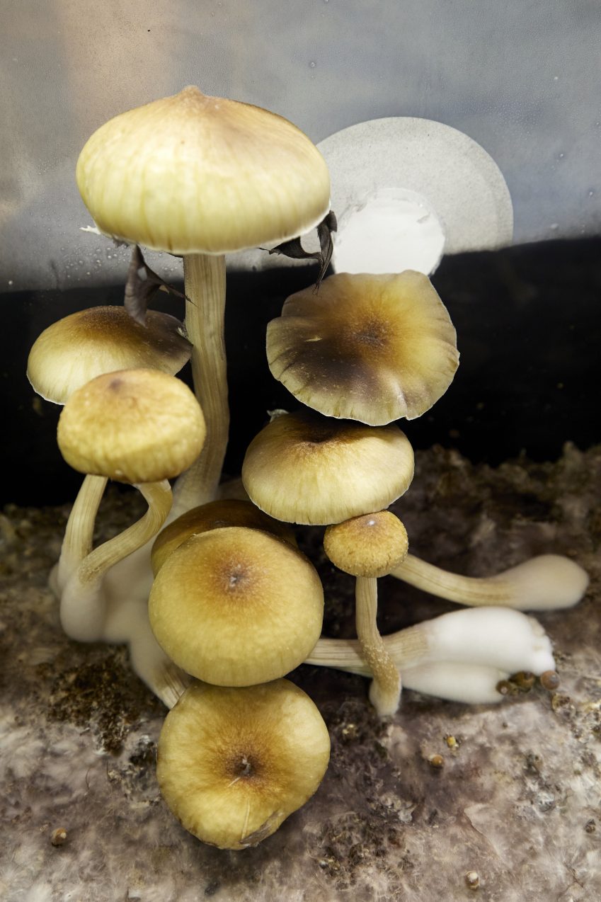 Oregon launches legal psilocybin access amid high demand and hopes for improved mental health care