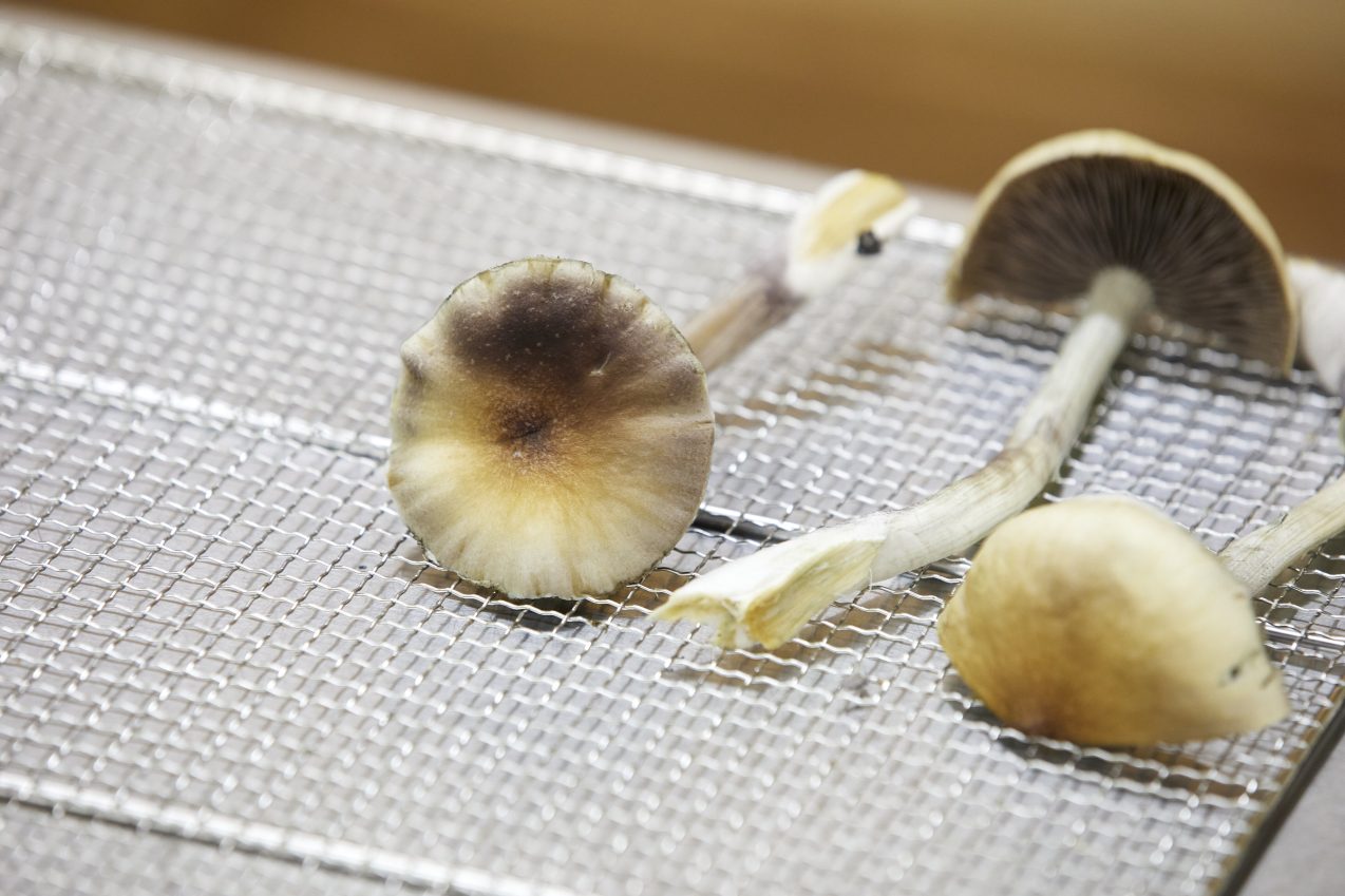 Oregon launches legal psilocybin access amid high demand and hopes for improved mental health care