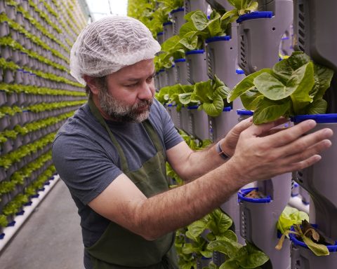 Lots of indoor farms are shutting down as their businesses struggle. So why are more being built?