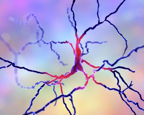 Dopamine is a brain chemical famously linked to mood and pleasure − but researchers have found multiple types of dopamine neurons with different functions