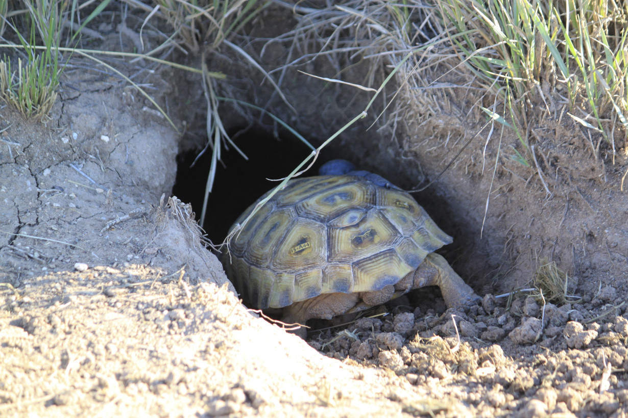 Saving Tortoises