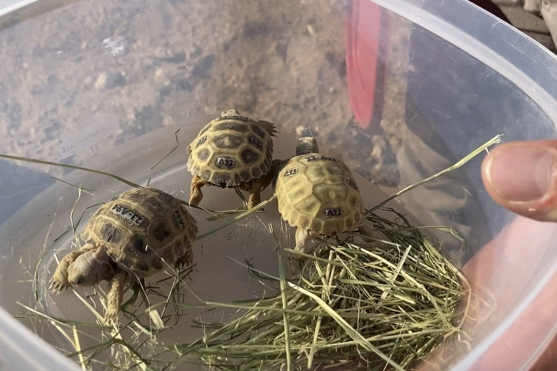 Biologists in slow and steady race to help North America's largest and rarest tortoise species