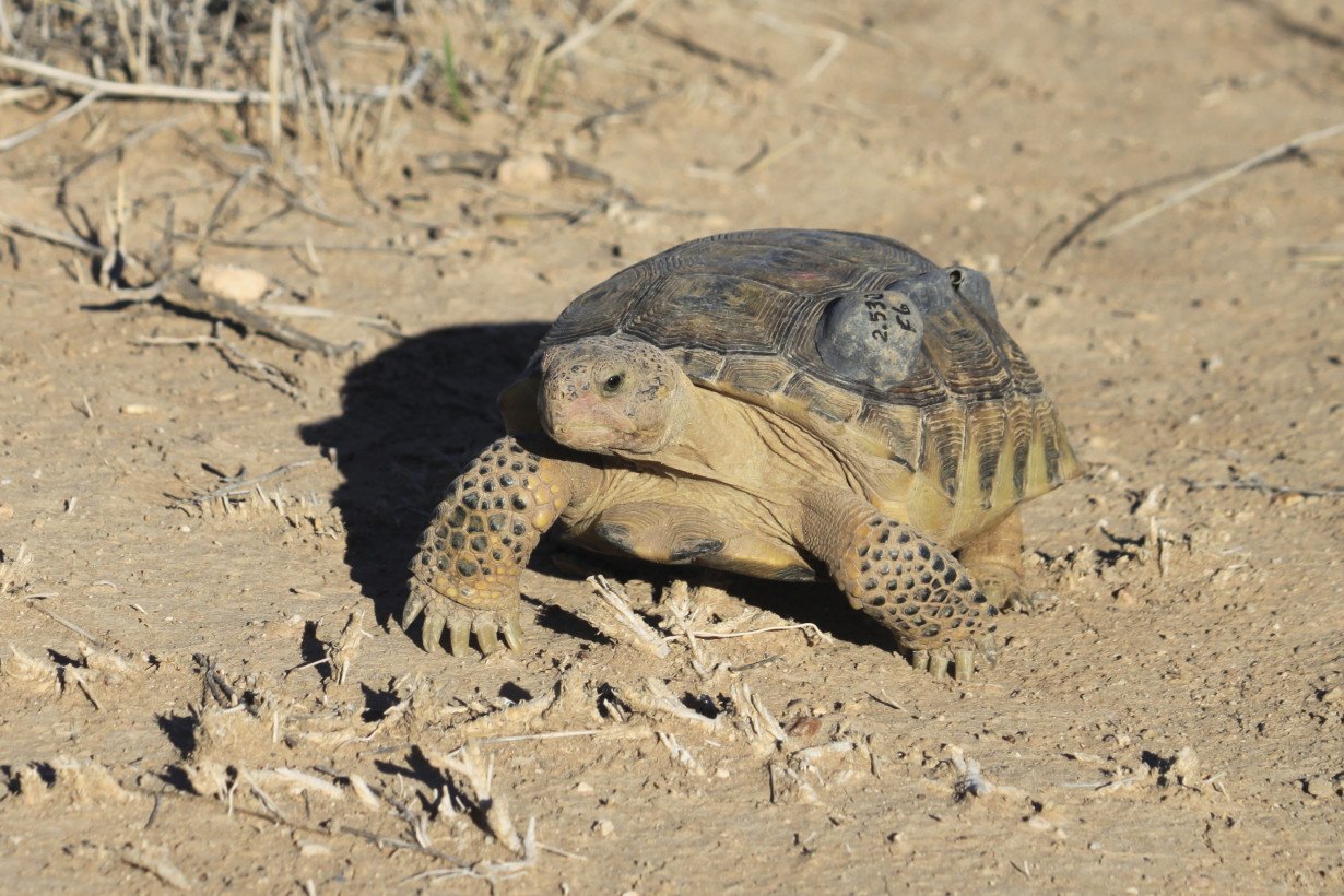 Biologists in slow and steady race to help North America's largest and rarest tortoise species