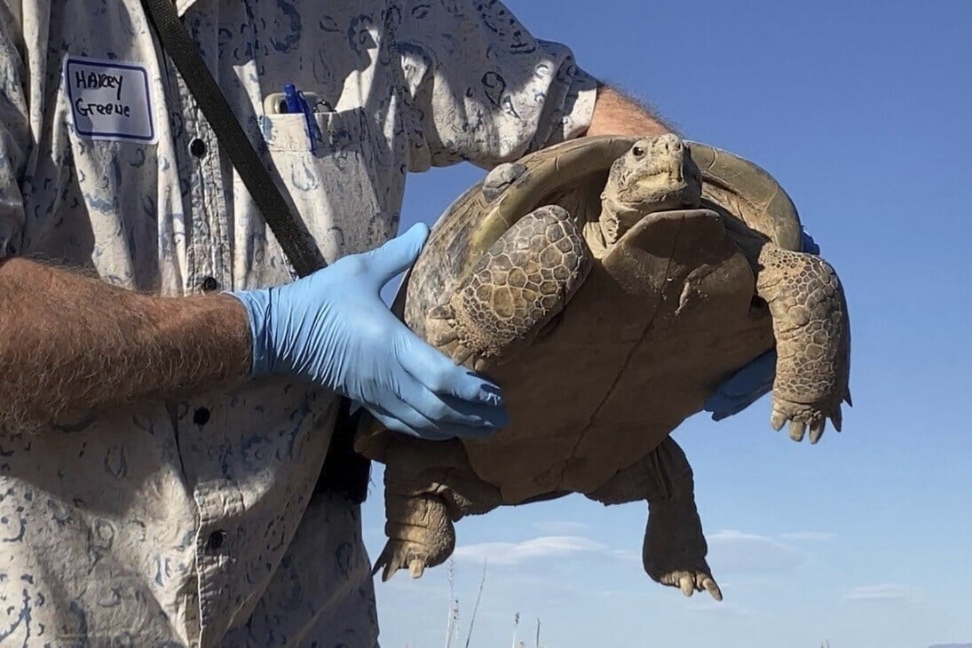 Biologists in slow and steady race to help North America's largest and rarest tortoise species