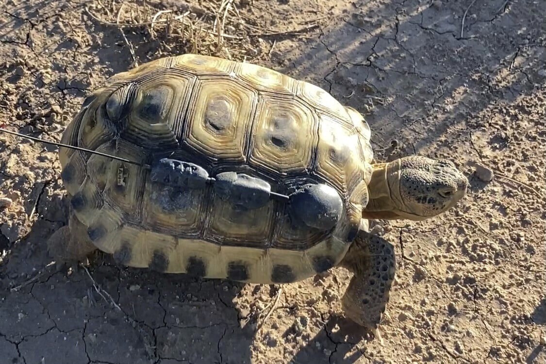 Biologists in slow and steady race to help North America's largest and rarest tortoise species