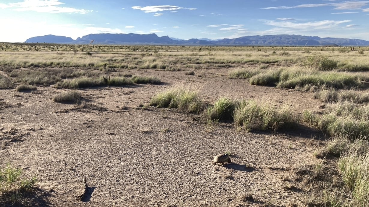 Biologists in slow and steady race to help North America's largest and rarest tortoise species