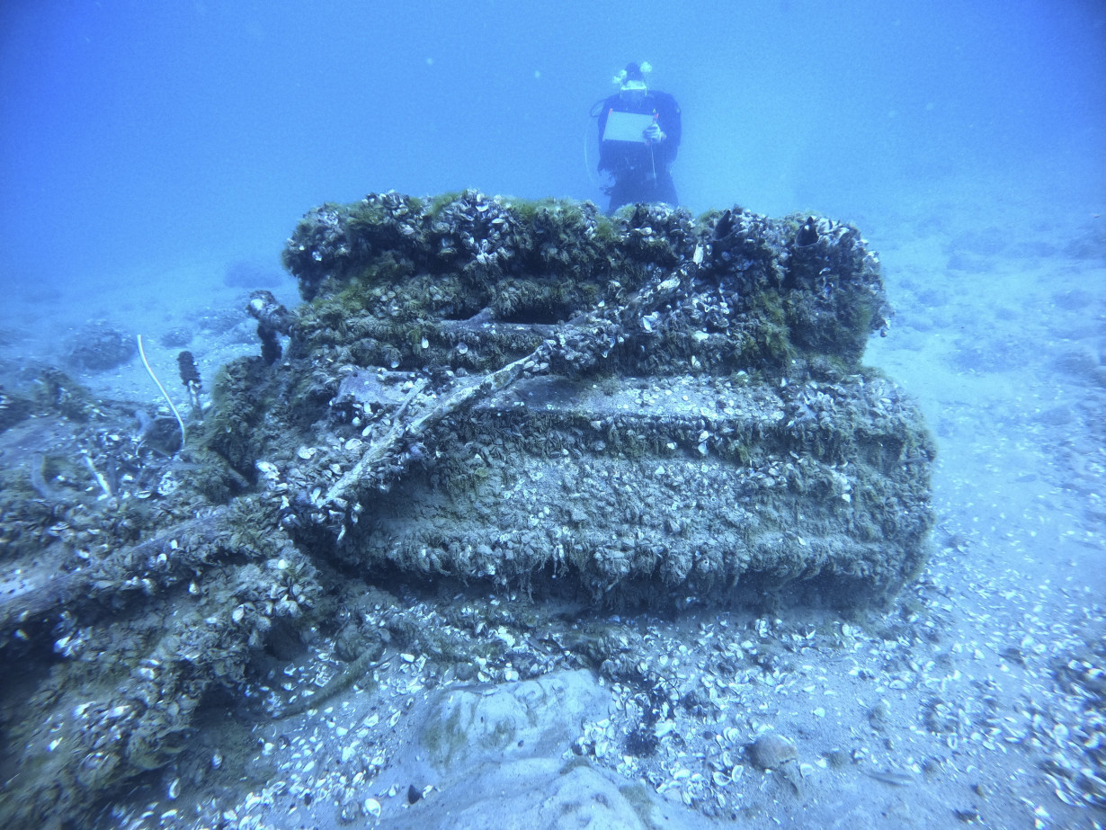 Mussels Decaying Shipwrecks