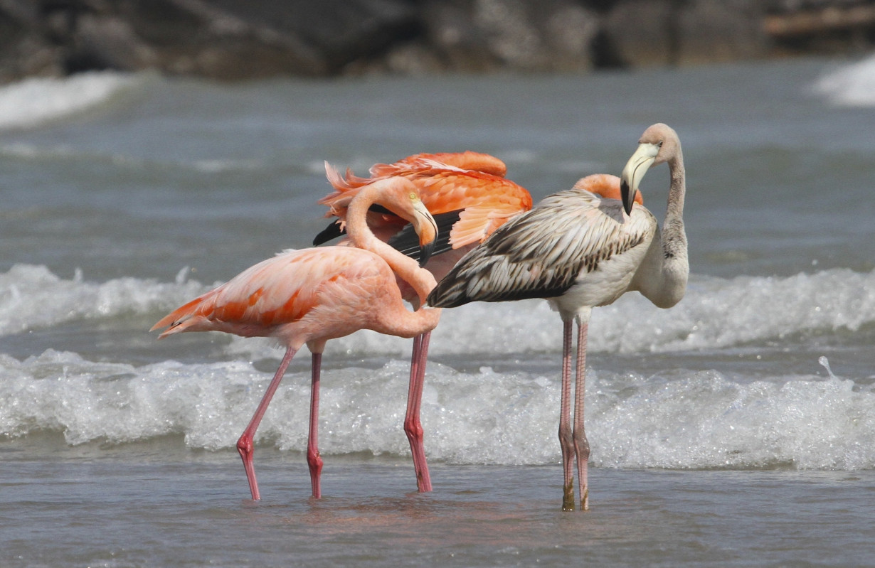 ODD--Flamingos In Wisconsin