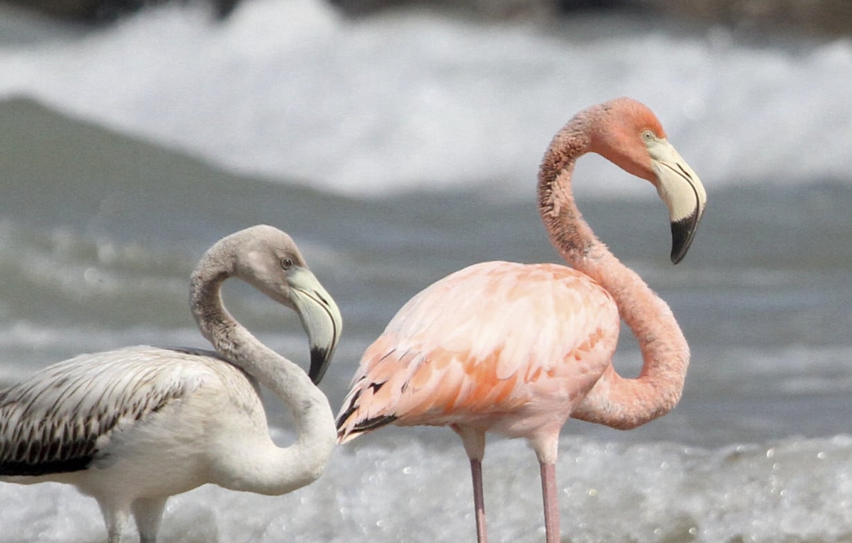 Flamingos in Wisconsin? Tropical birds visit Lake Michigan beach in a first for the northern state