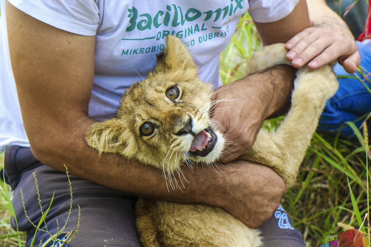 Serbia Lion Cub