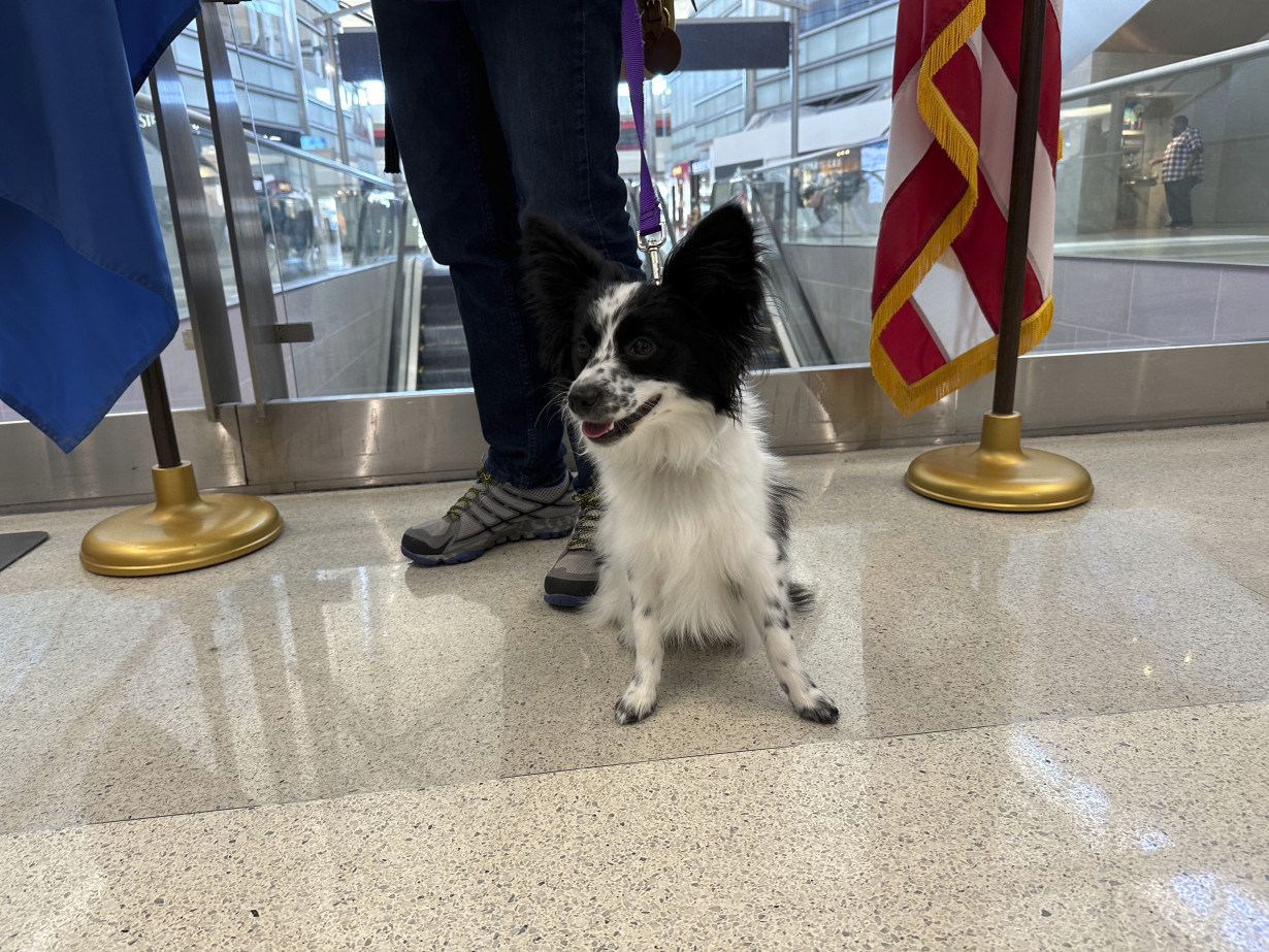 Airport Puppy Training