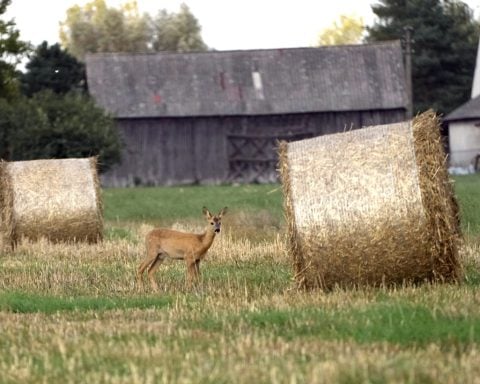 Ukraine complains to WTO about Hungary, Poland and Slovakia banning its food products