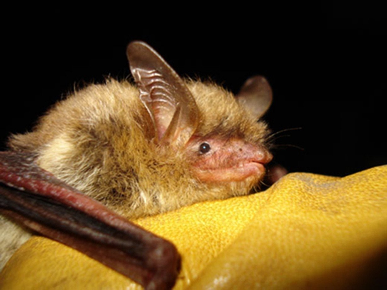 Biden vetoes two Republican-led bills to undo protections for prairie chicken and northern bat