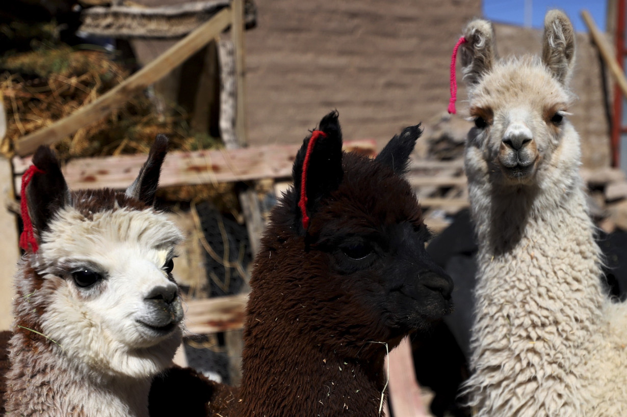 Inspired by llamas, the desert and Mother Earth, these craftswomen weave sacred textiles