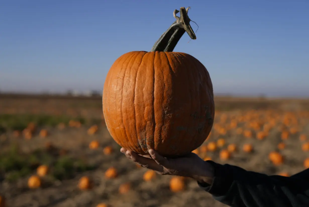 How extreme weather in the US may have affected the pumpkins you picked this year for Halloween