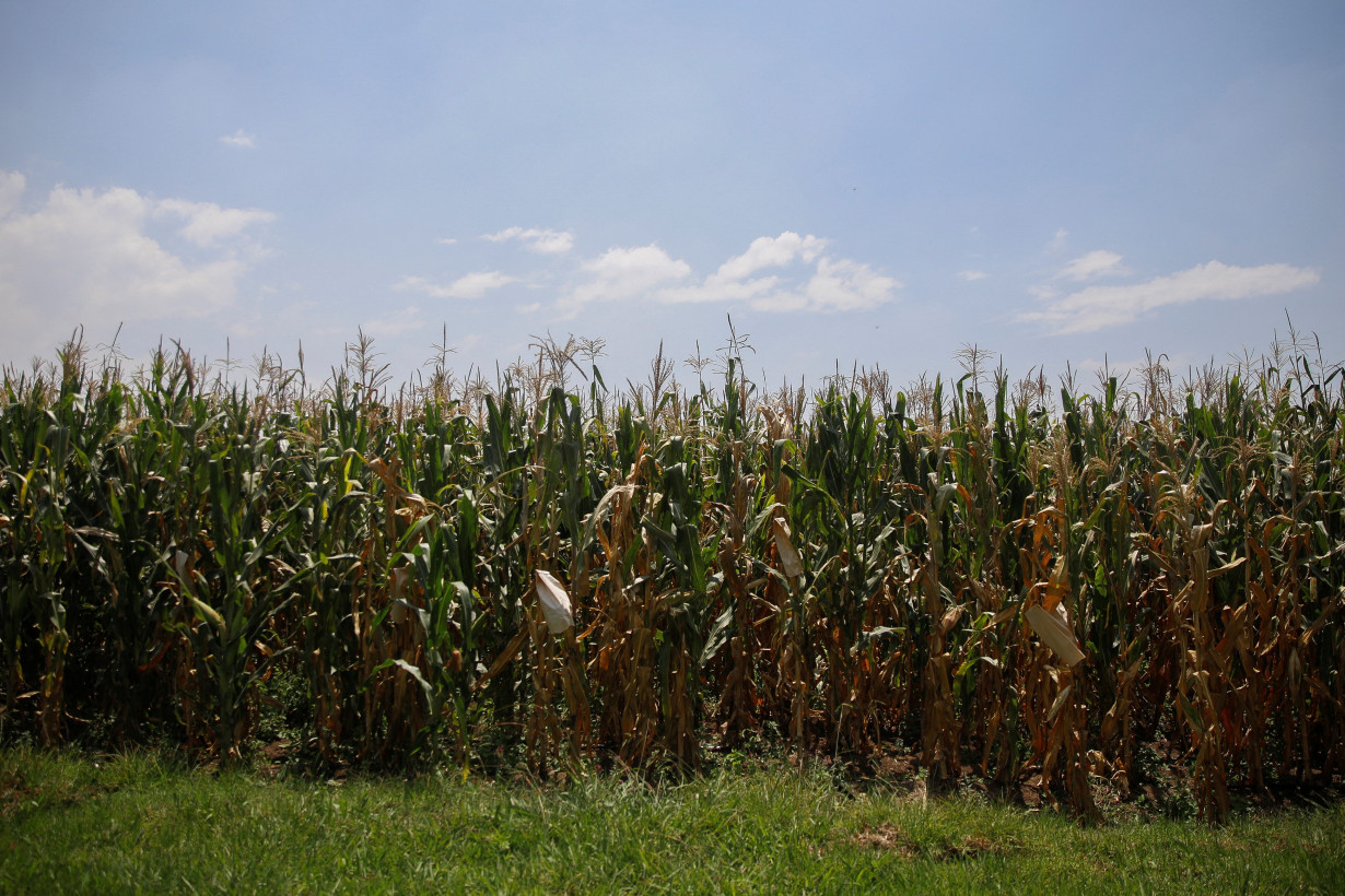 Mexico defends indigenous strains of corn amid spat with the U.S., in Texcoco