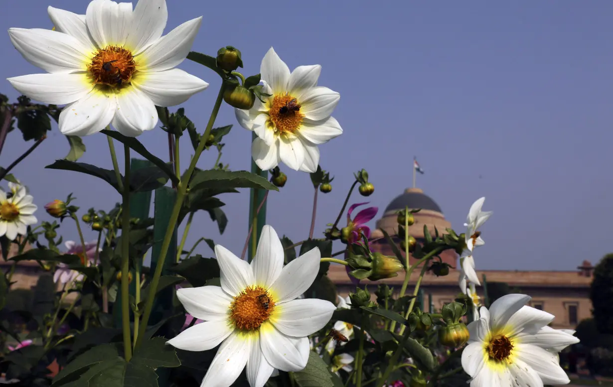 Climate Pollinators