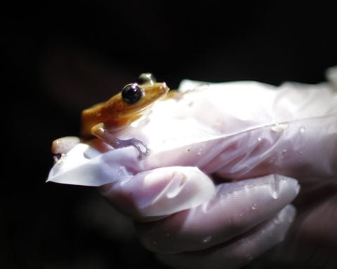 Amphibians are the world's most vulnerable animals and threats are increasing