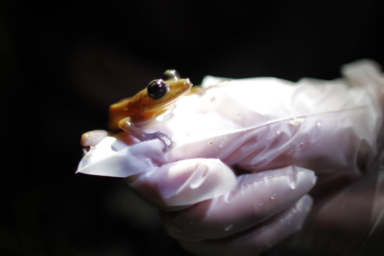 Endangered Amphibians