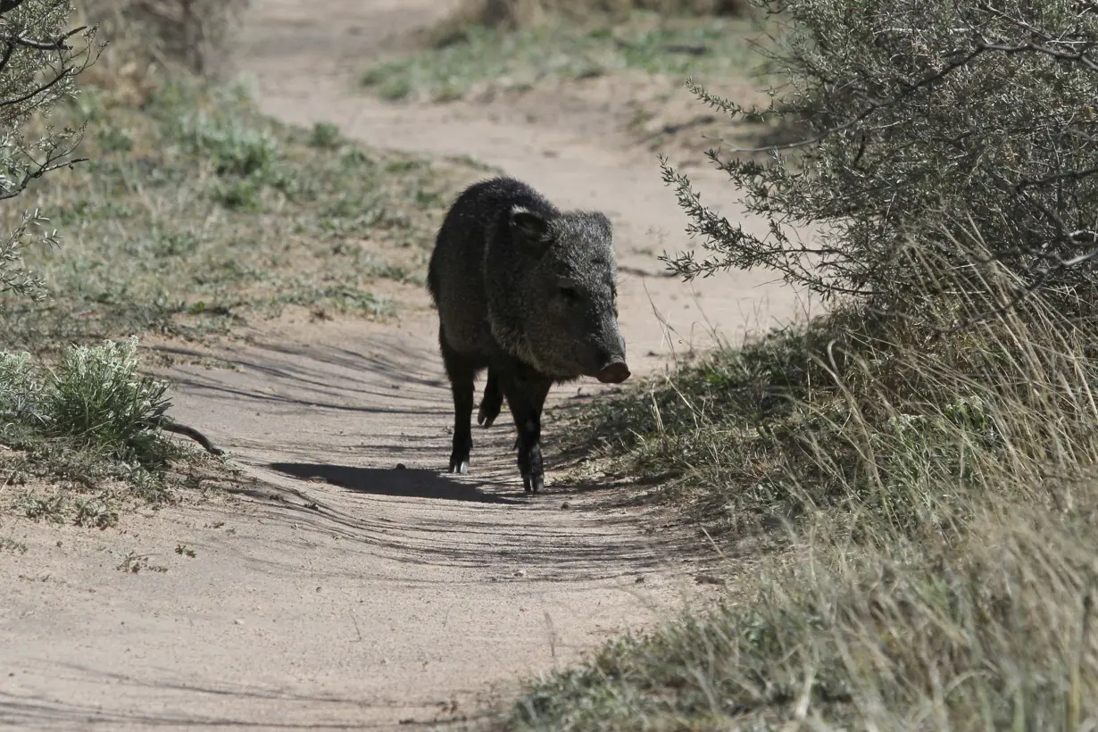 Javelinas Destroy Golf Course