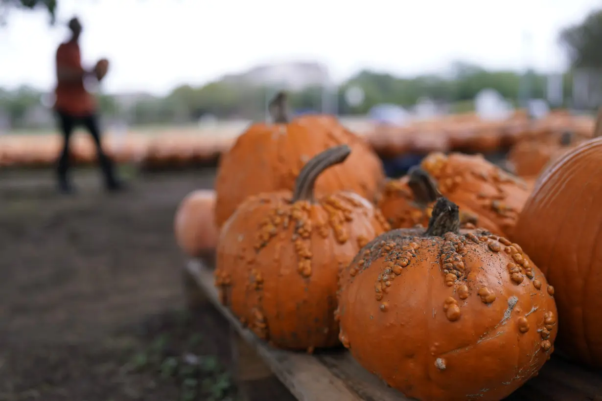 How extreme weather in the US may have affected the pumpkins you picked this year for Halloween