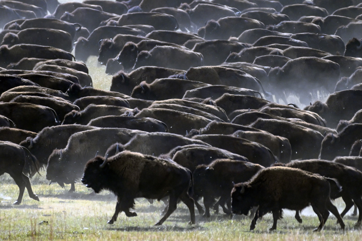 Rare US bison roundup rustles up hundreds to maintain health of the species