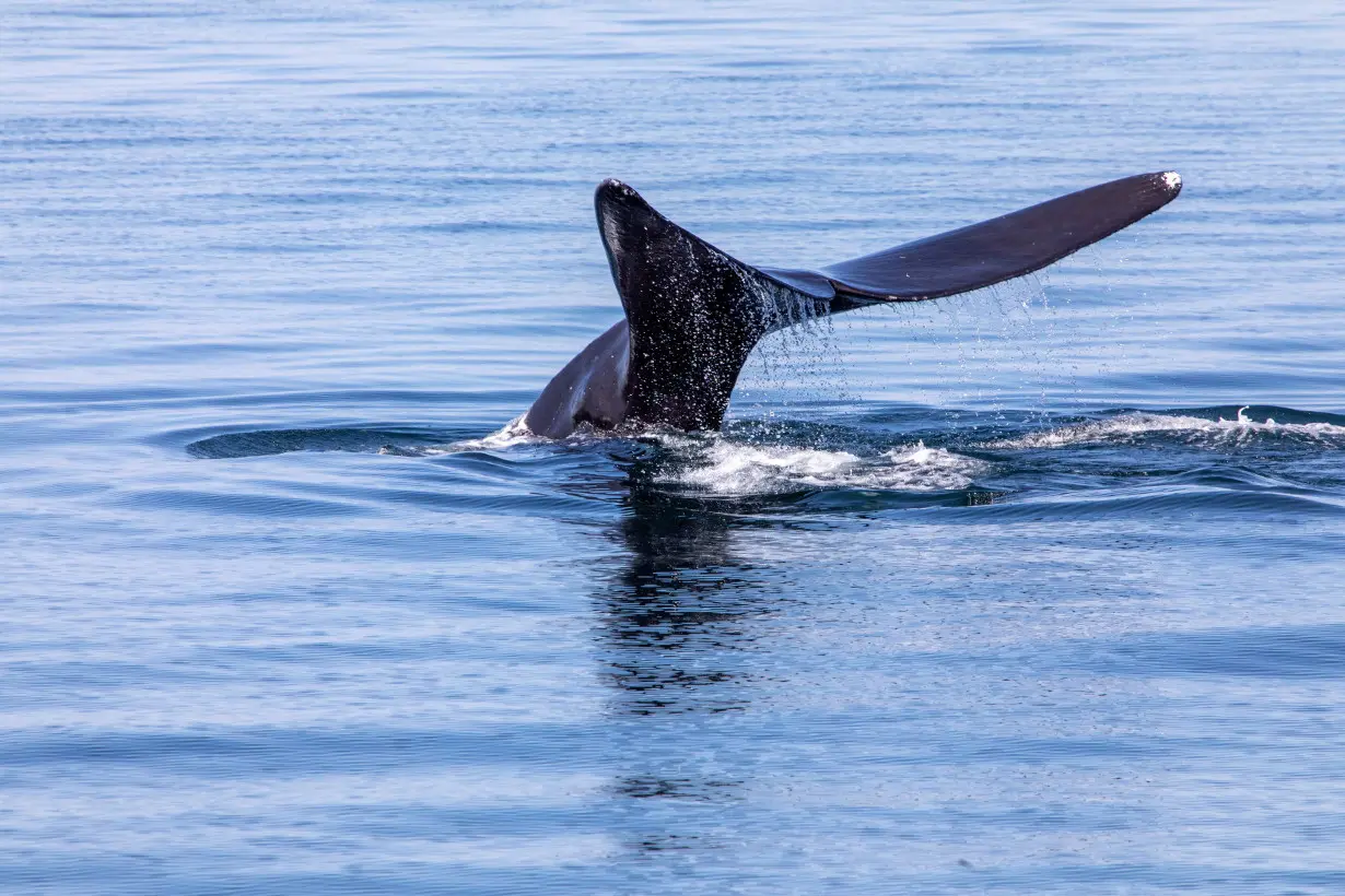 FILE PHOTO: Endangered North Atlantic Right Whale off Cape Cod, Massachusetts