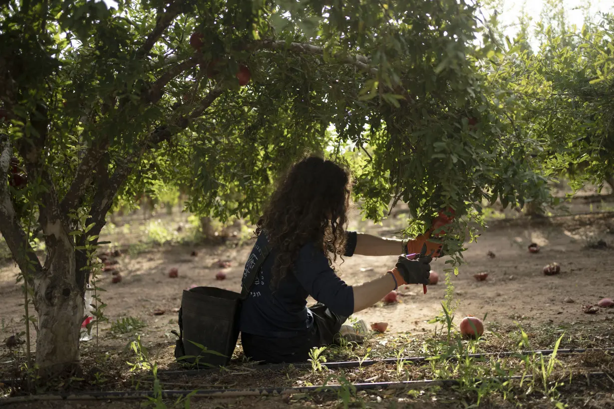 War plunged Israel’s agricultural heartlands into crisis, raising fears for its farming future